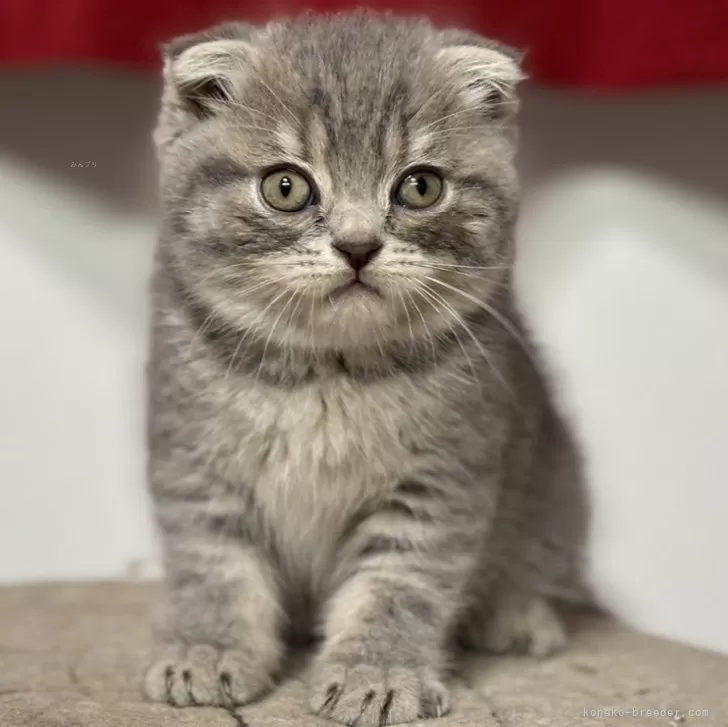 ID：2409-03165の子猫