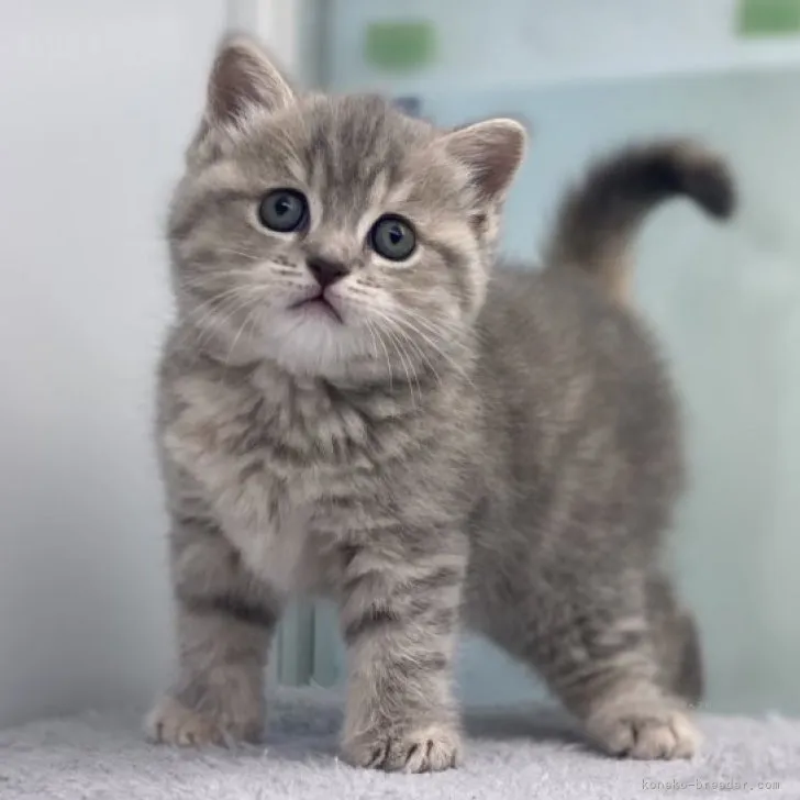 ID：2309-02502の子猫