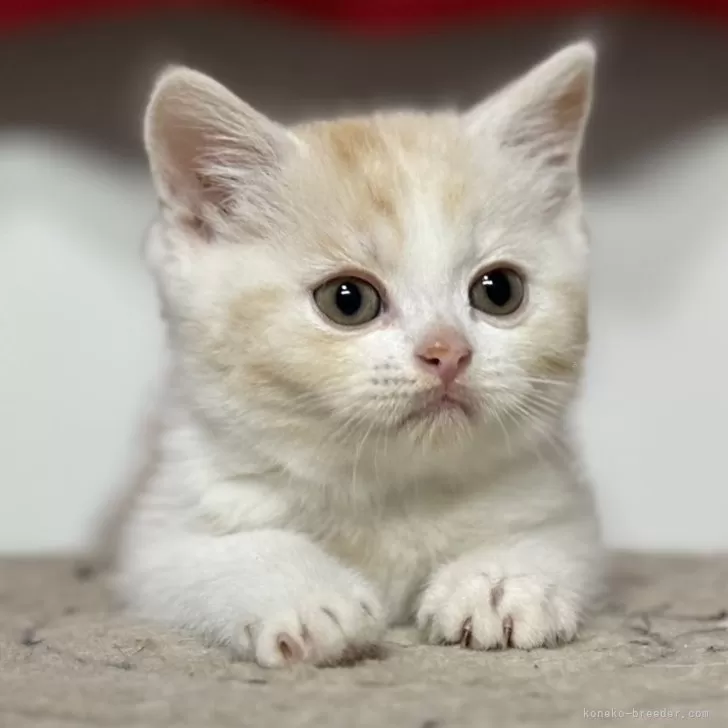 ID：2409-01553の子猫