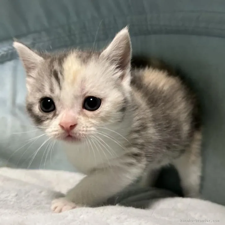 ID:2212-00576の子猫