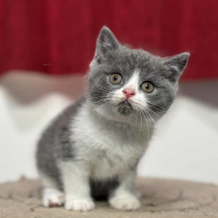 【送料関税無料】 cat_img_1_b048b78099f6.jpg ロンパース・カバーオール