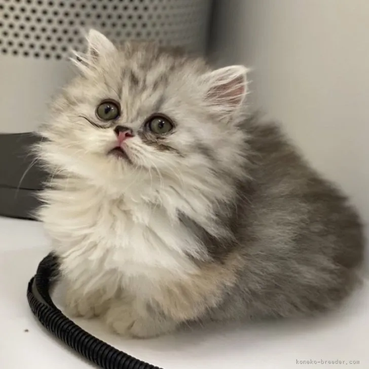 ID：2306-01717の子猫