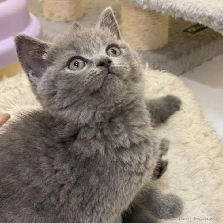 ID：2210-01224の子猫