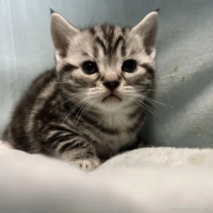 ID：2212-01509の子猫