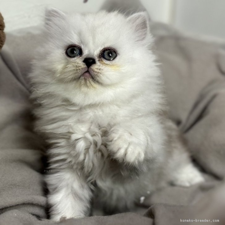希望価格！？超貴重アンティーク品！ペルシャ織りのペルシャ猫！ PPC-