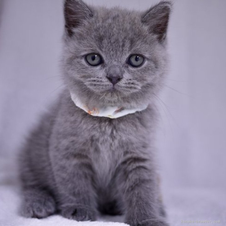 K.K 様のお迎えした子猫
