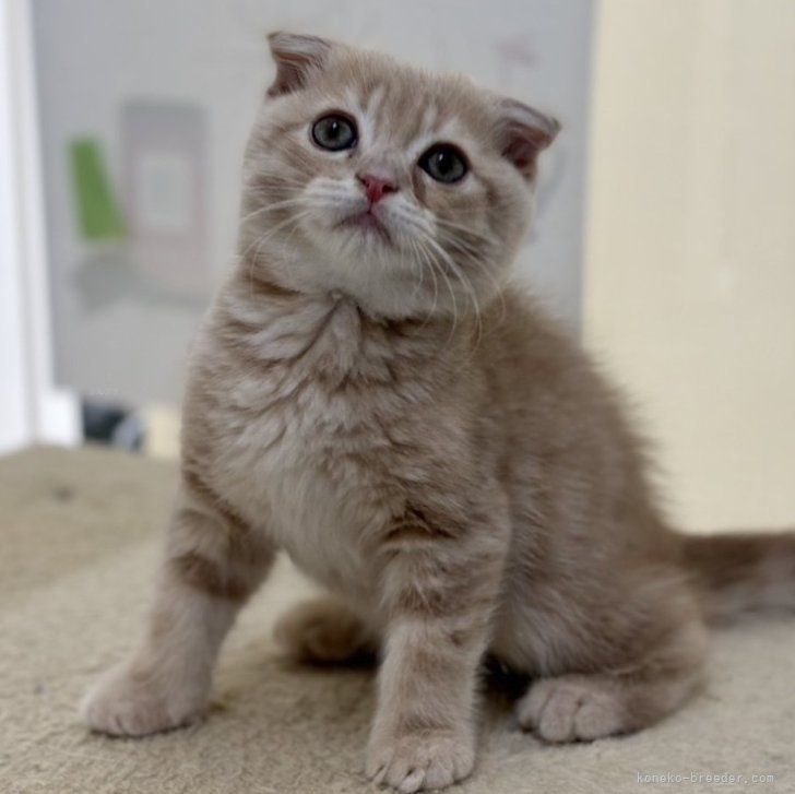 スコティッシュフォールド(折れ耳)【神奈川県・男の子・2024年10