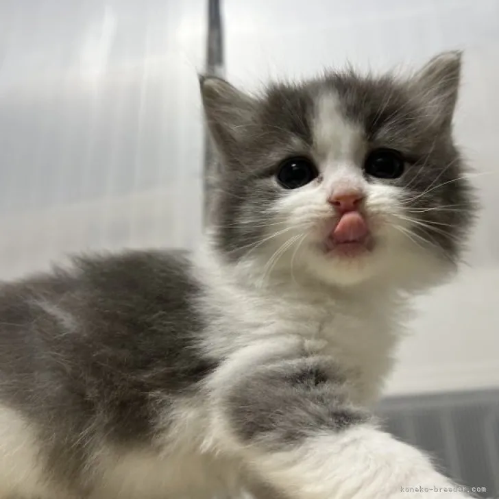 ID：2303-01712の子猫