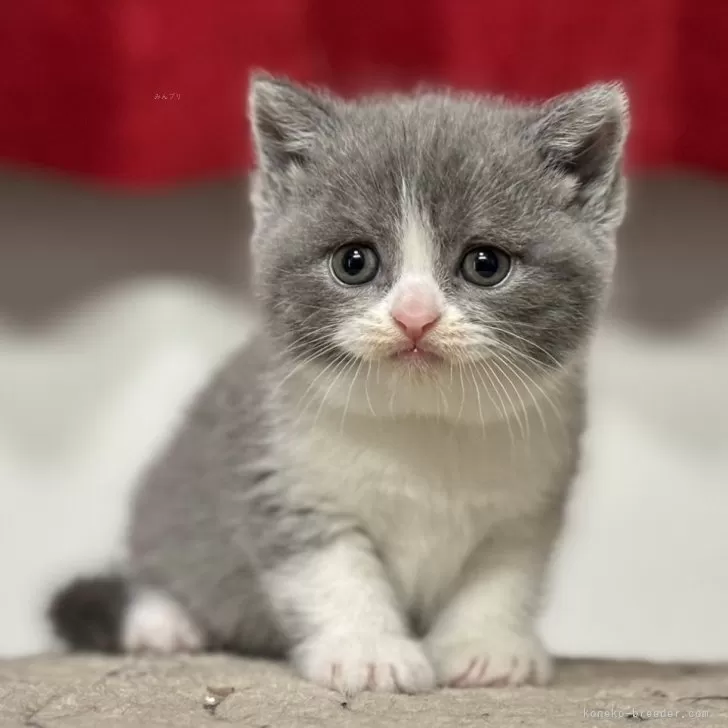 ID：2408-03099の子猫