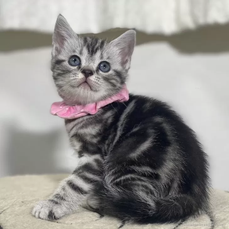ID:2401-00401の子猫