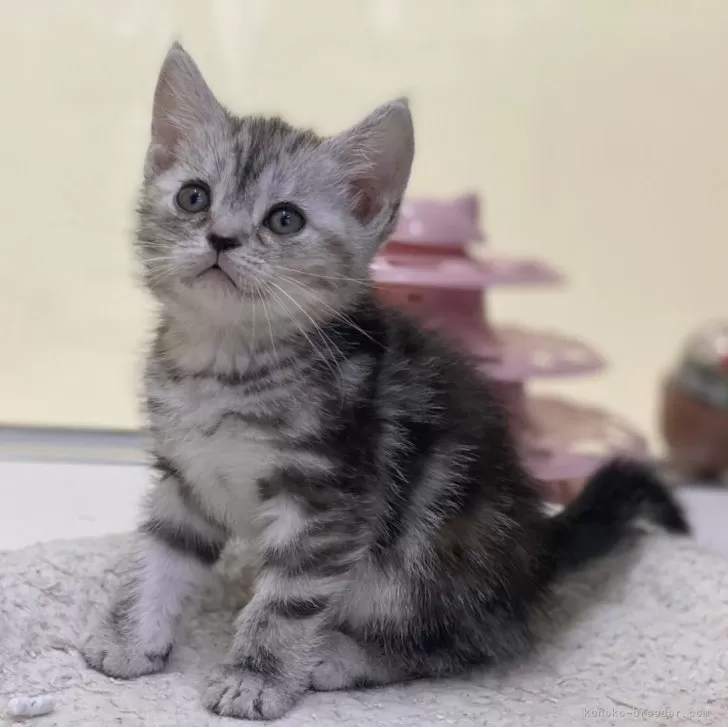ID：2312-02758の子猫