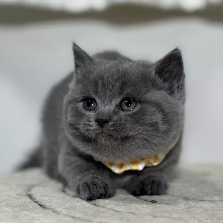 ID：2403-00716の子猫