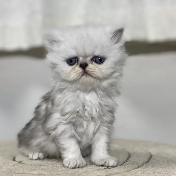 ID：2401-01024の子猫