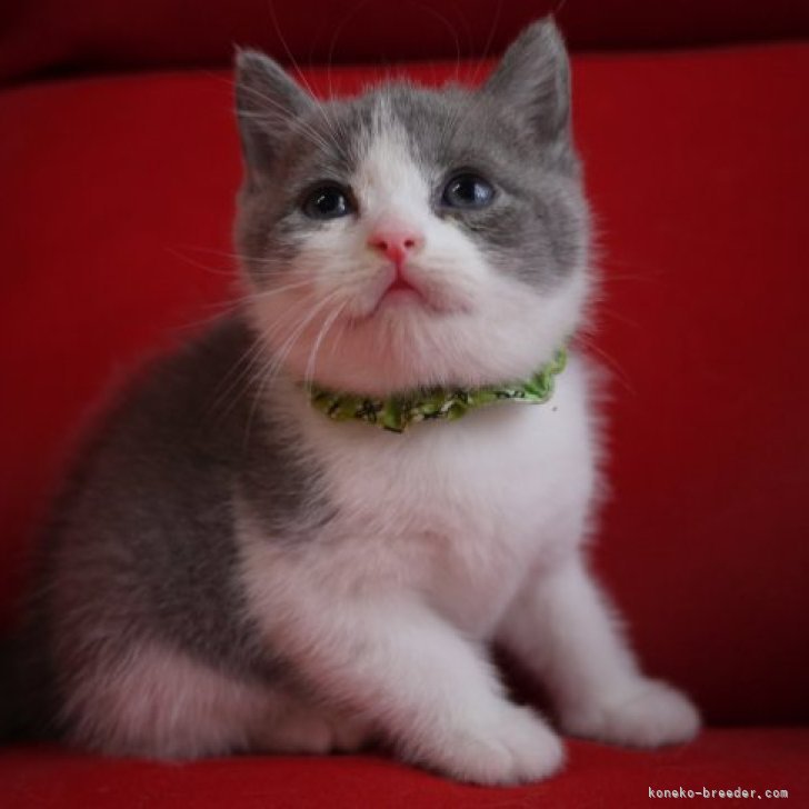 ヒロシ 様のお迎えした子猫