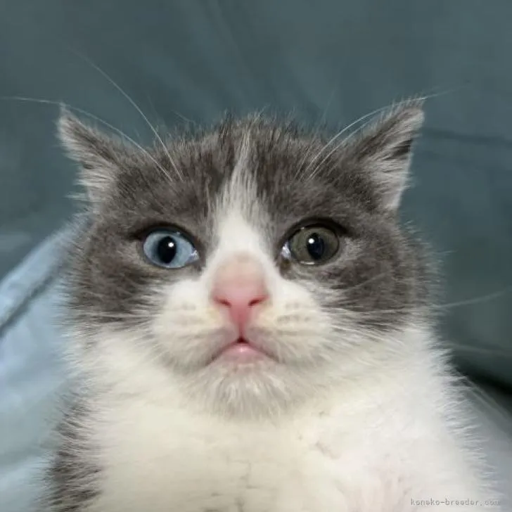 ID：2212-00282の子猫