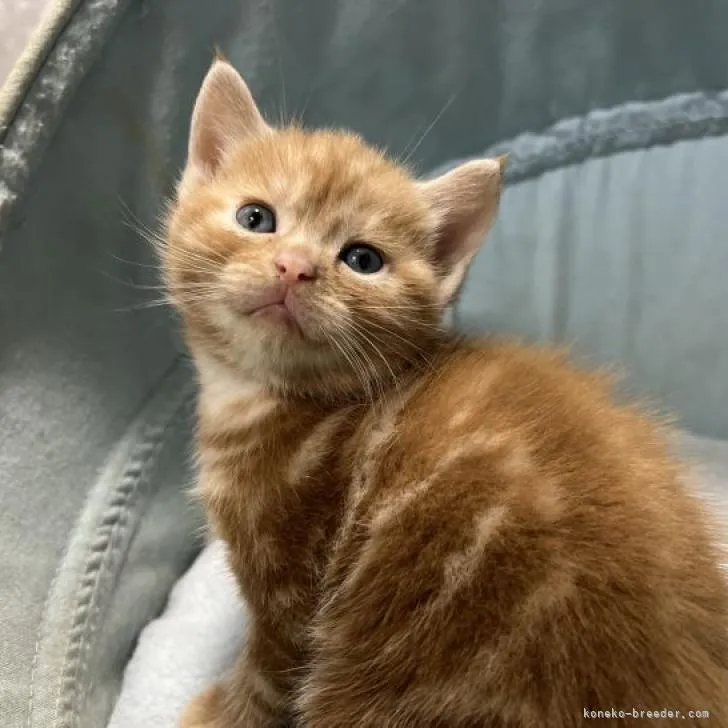 ID：2212-01508の子猫