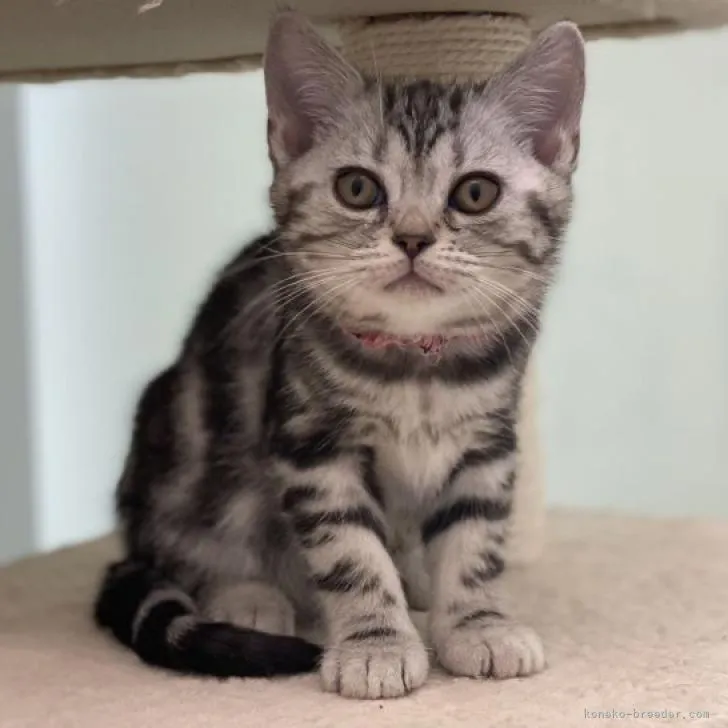 ID：2211-00558の子猫