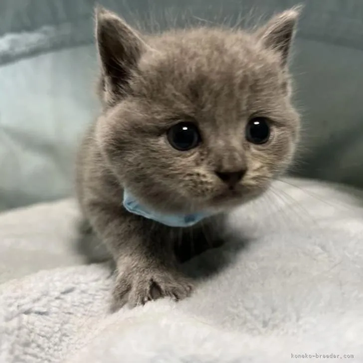 ID:2210-02149の子猫