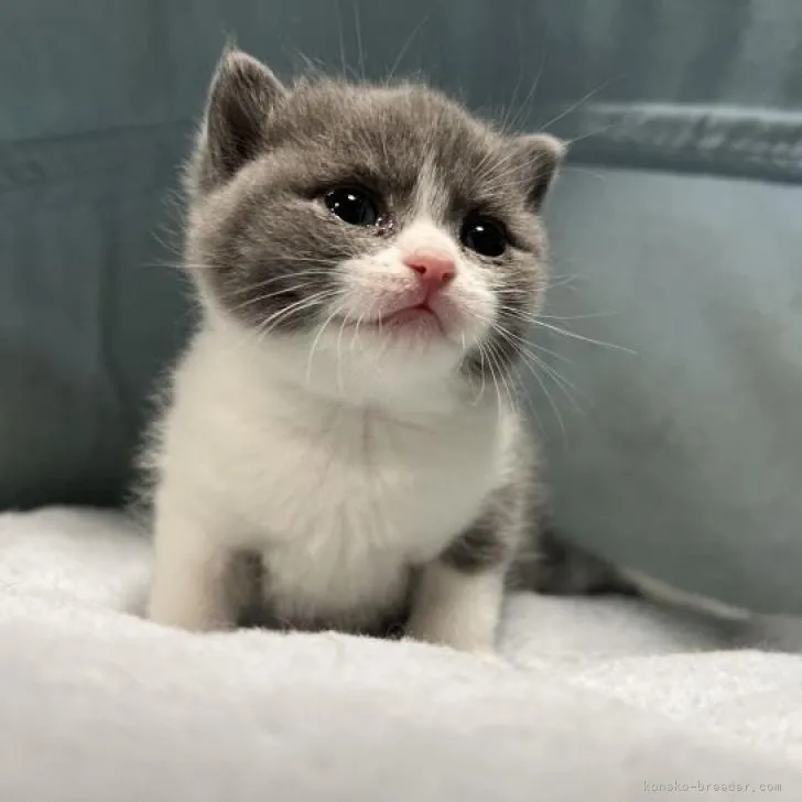 ID：2301-00125の子猫