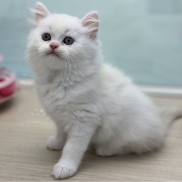 ミヌエット【神奈川県・男の子・2024年3月22日・シェーデッドクリーム】の写真「白色に綺麗なクリーム色のグラデーションカラー♪」