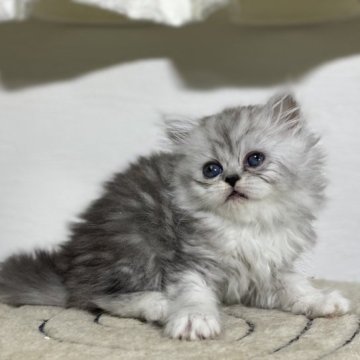 ミヌエット【神奈川県・女の子・2023年10月17日・チンチラシルバー】の写真「【お迎え後押し価格‼️】唯一の女の子💕」