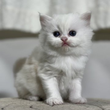 ミヌエット【神奈川県・男の子・2024年3月22日・シェーデッドクリーム】の写真「元気に動き回る脚長くんですよ♪」