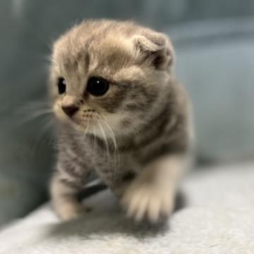 スコティッシュフォールド(折れ耳)【神奈川県・女の子・2022年9月17日・ブルータビー】の写真「小ちゃいお耳が可愛すぎる折耳のブルータビーの女の子」