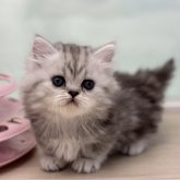 ミヌエット(短足)