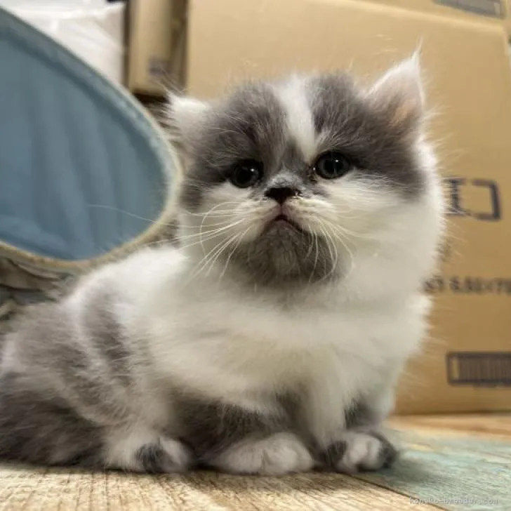 ID：2210-01229の子猫