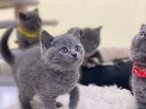ブリティッシュショートヘア【神奈川県・男の子・2022年8月25日・ブルー】の写真4