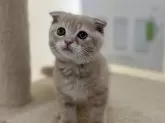 スコティッシュフォールド(折れ耳)【神奈川県・男の子・2024年10月13日・クリームタビー】の写真5