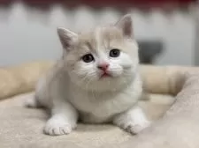 スコティッシュフォールド(立ち耳)【神奈川県・男の子・2025年2月21日・クリームタビー&ホワイト】の写真12