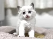 ラグドール【神奈川県・女の子・2025年10月13日・ブルーポイントバイカラー】の写真10