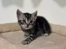 アメリカンショートヘア【神奈川県・男の子・2025年3月15日・シルバータビー】の写真11