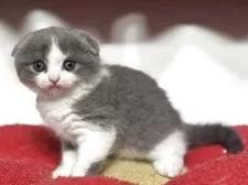 スコティッシュフォールド(折れ耳)【神奈川県・男の子・2025年10月1日・ブルー&ホワイト】の写真10