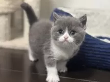 ブリティッシュショートヘア【神奈川県・女の子・2025年3月13日・ブルー&ホワイト】の写真13