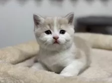 スコティッシュフォールド(立ち耳)【神奈川県・男の子・2025年2月21日・クリームタビー&ホワイト】の写真13