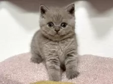 ブリティッシュショートヘア【神奈川県・女の子・2025年4月13日・ライラック】の写真13