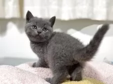 ブリティッシュショートヘア【神奈川県・男の子・2025年4月13日・ブルー】の写真5