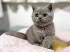 ブリティッシュショートヘア【神奈川県・女の子・2025年4月13日・ライラック】の写真5