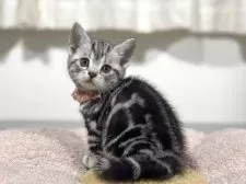 アメリカンショートヘア【神奈川県・女の子・2025年7月31日・シルバータビー】の写真5