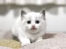 ラグドール【神奈川県・女の子・2025年10月13日・ブルーポイントバイカラー】の写真12