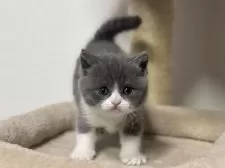 ブリティッシュショートヘア【神奈川県・女の子・2025年3月13日・ブルー&ホワイト】の写真14