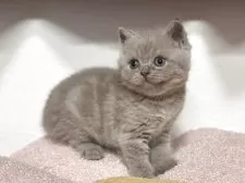 ブリティッシュショートヘア【神奈川県・女の子・2025年4月13日・ライラック】の写真14