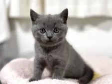 ブリティッシュショートヘア【神奈川県・男の子・2025年4月13日・ブルー】の写真6