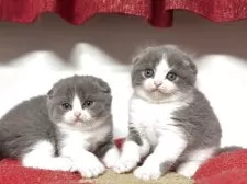 スコティッシュフォールド(折れ耳)【神奈川県・男の子・2025年10月1日・ブルー&ホワイト】の写真13