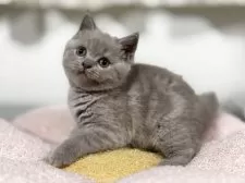 ブリティッシュショートヘア【神奈川県・女の子・2025年4月13日・ライラック】の写真2