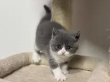 ブリティッシュショートヘア【神奈川県・女の子・2025年3月13日・ブルー&ホワイト】の写真15