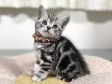 アメリカンショートヘア【神奈川県・女の子・2025年7月31日・シルバータビー】の写真6