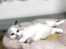 ラグドール【神奈川県・男の子・2025年4月24日・シールポイントバイカラー】の写真9